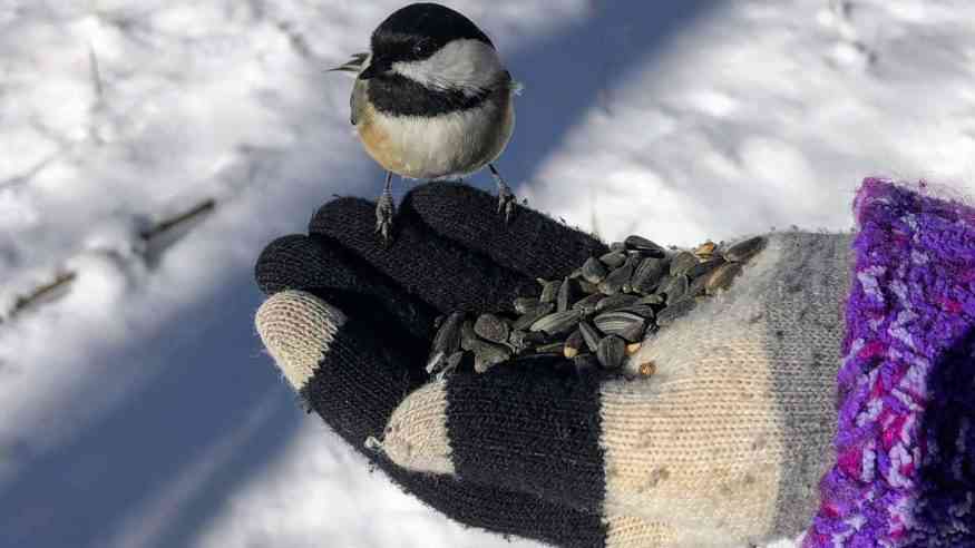Mendon Ponds winter Chickadee cover