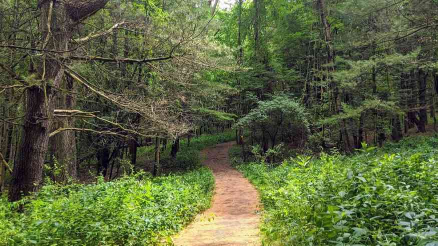 Mendon Ponds Park green cover