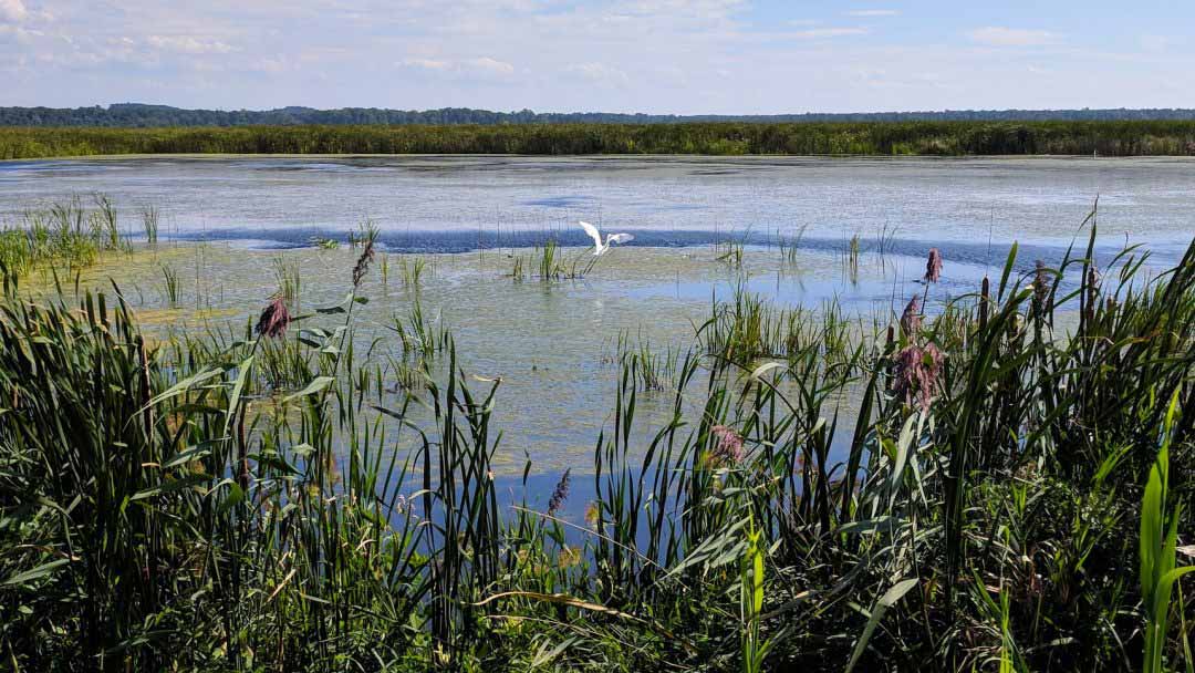 Montezuma National Wildlife Refuge Black Lake cover