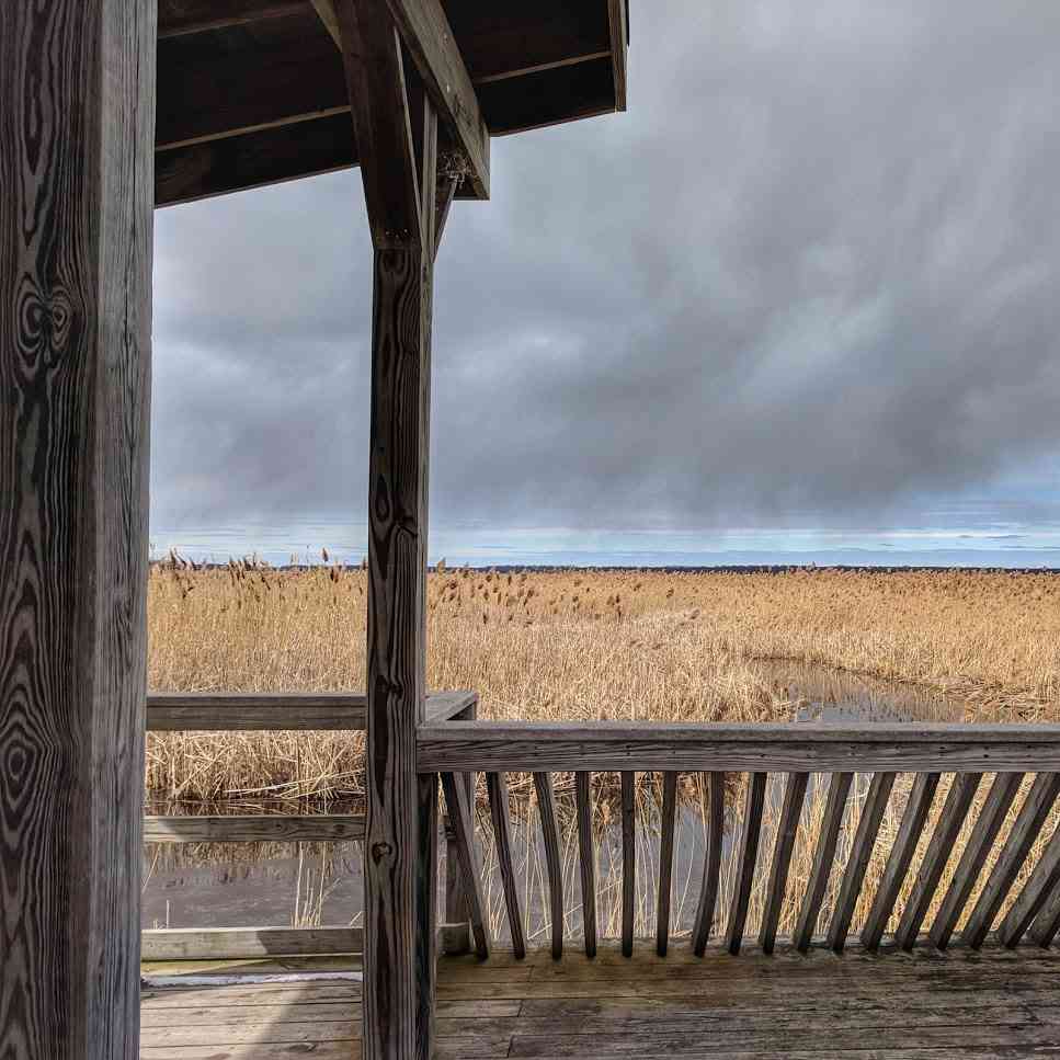 Montezuma National Wildlife Refuge March