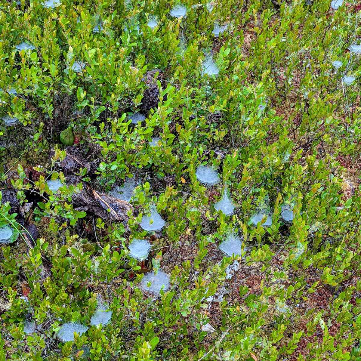 Moss Lake Preserve spider webs