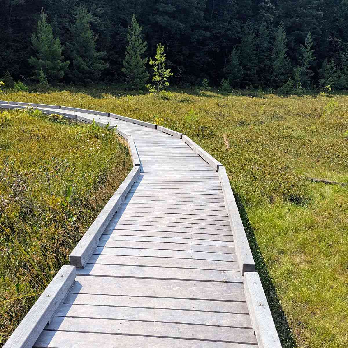 Moss Lake Preserve boardwalk