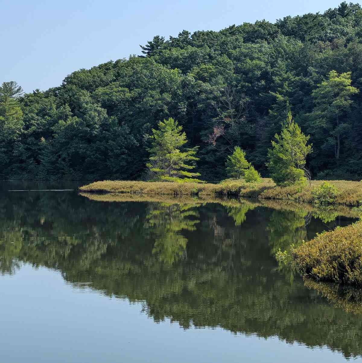 Moss Lake Preserve forest view