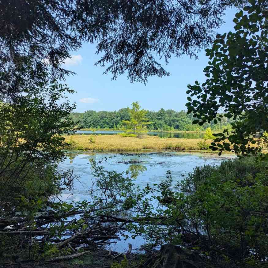 Moss Lake Preserve view