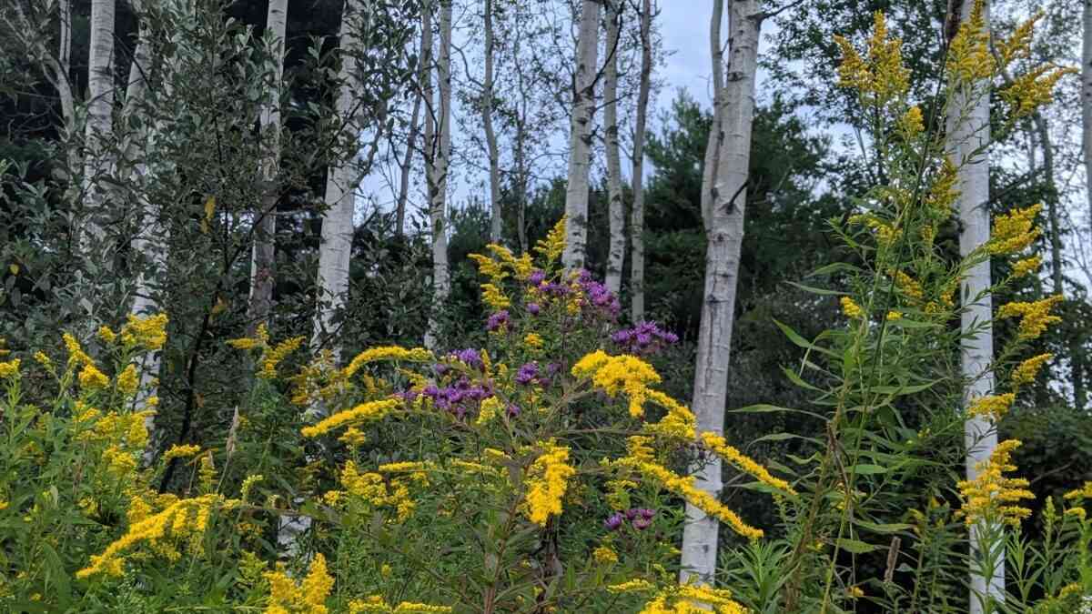 Oatka Creek Park goldenrod birch