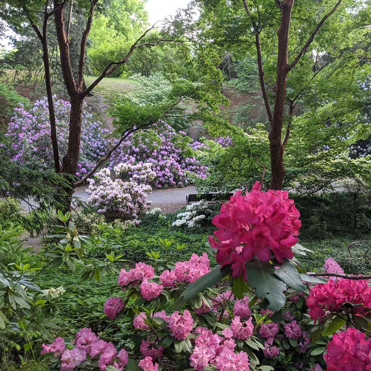 Rhododendron Valley Highland Park June