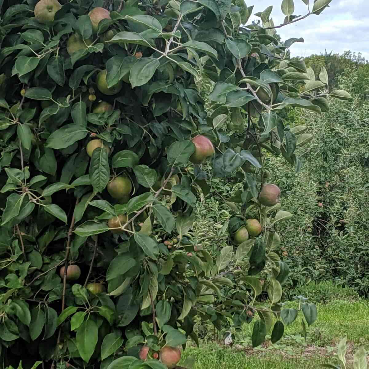 Apples 22 Places to Pick Your Own Day Trips Around Rochester, NY