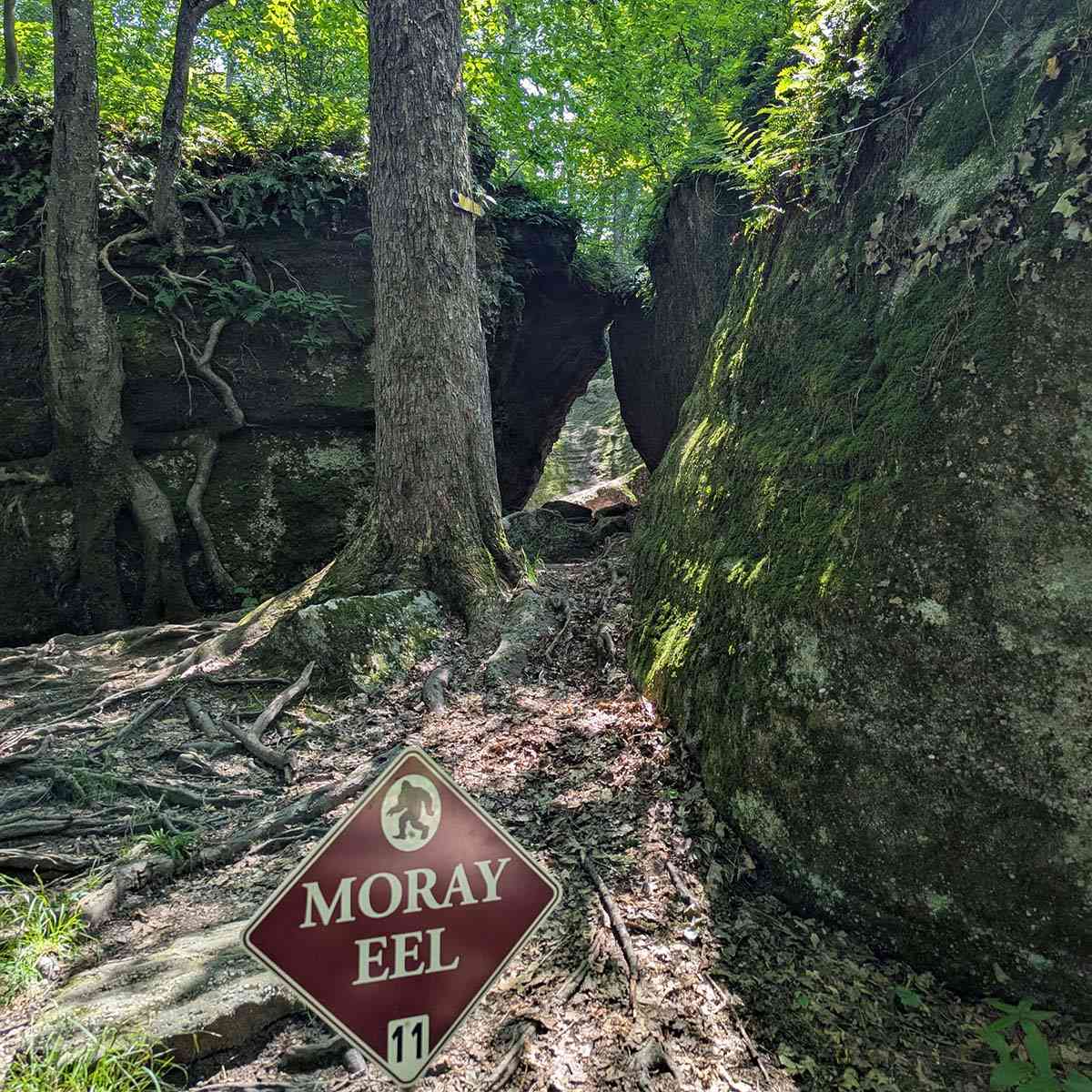 moray eel rock
