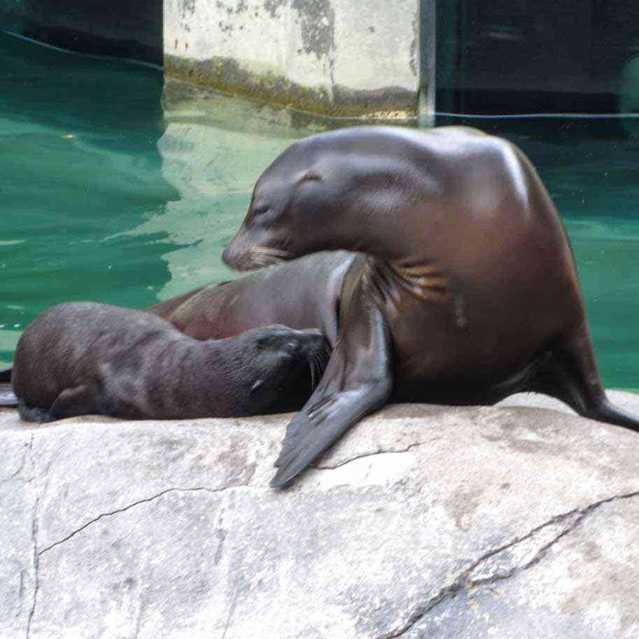 Seneca Park Zoo Sea Lions