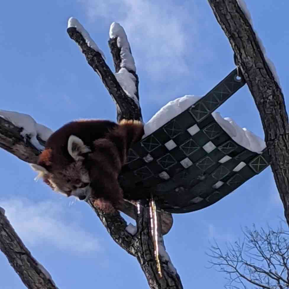 Seneca Park Zoo winter red panda