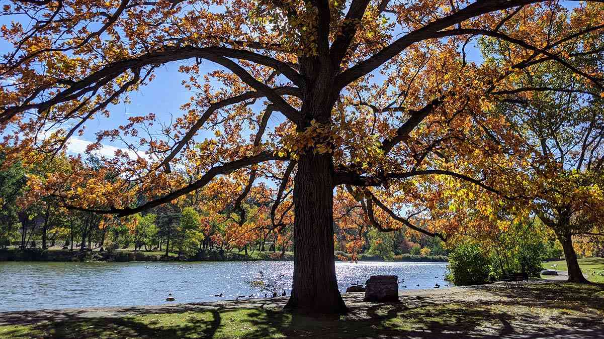 Seneca Park autumn fall cover