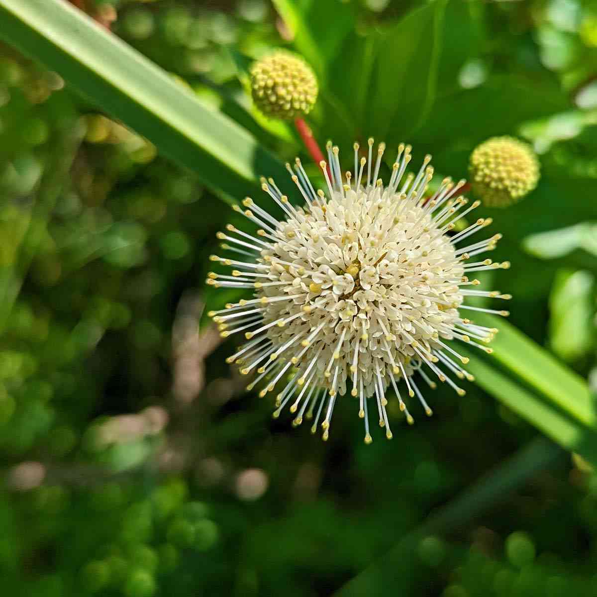 Sterling Nature Center flower