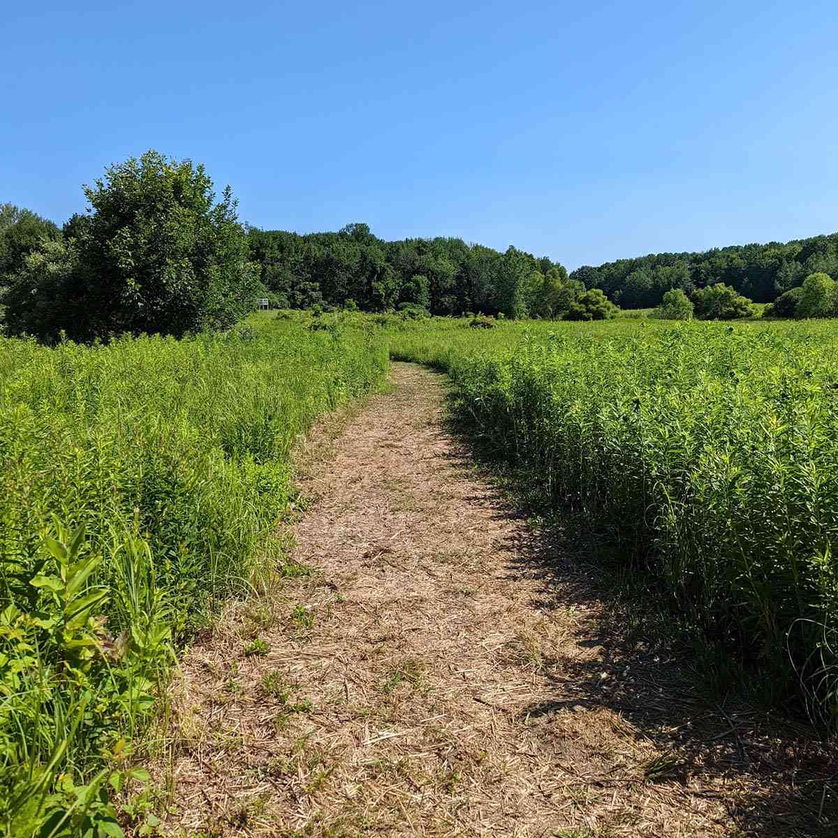 Sterling Nature Center meadow path
