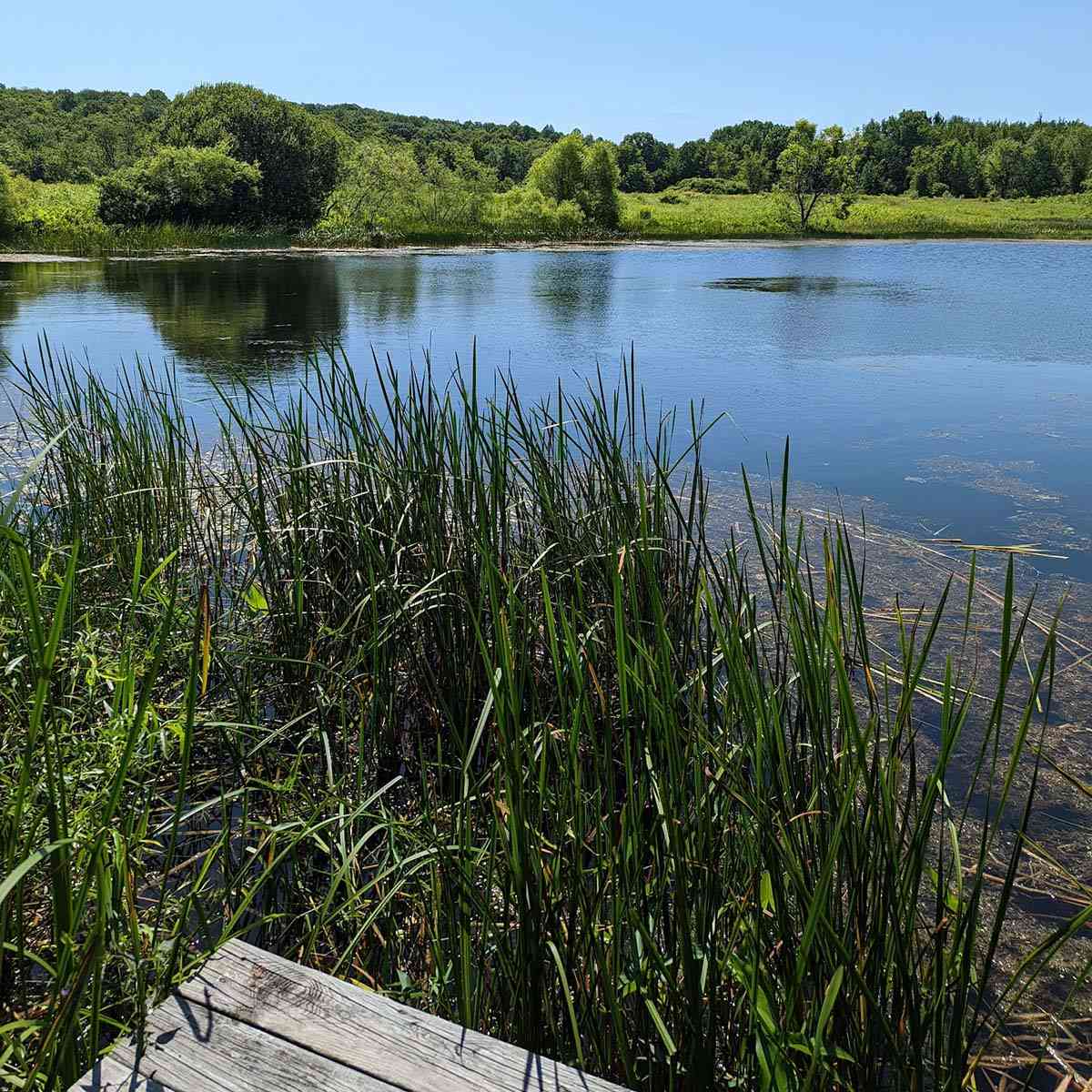 Sterling Nature Center pond
