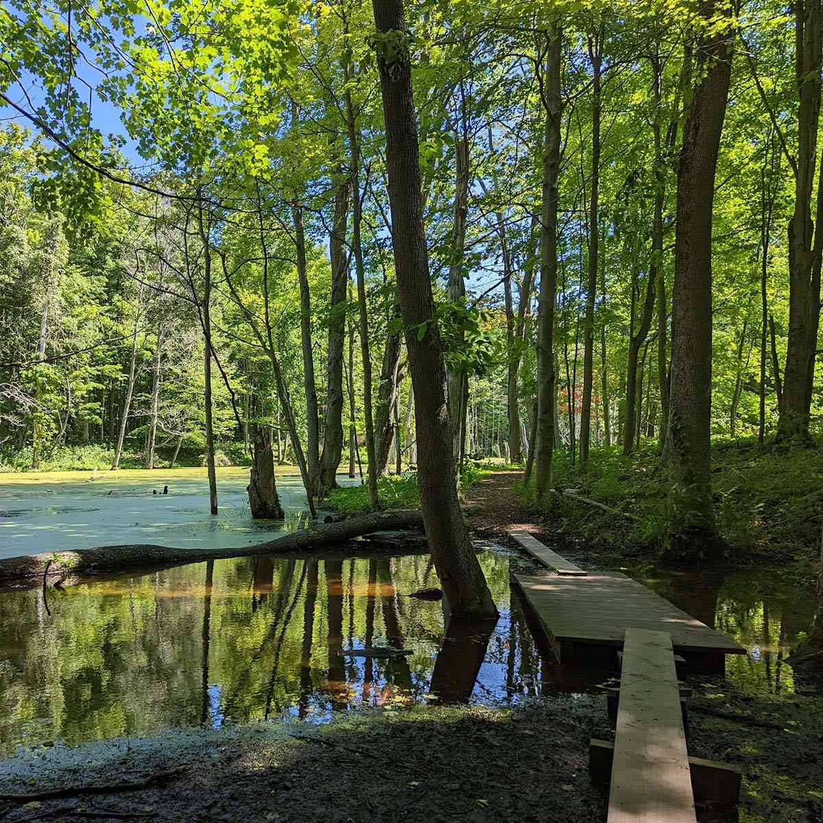 Sterling Nature Center wetland