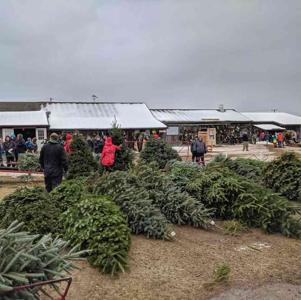Stokoe Farm cut trees