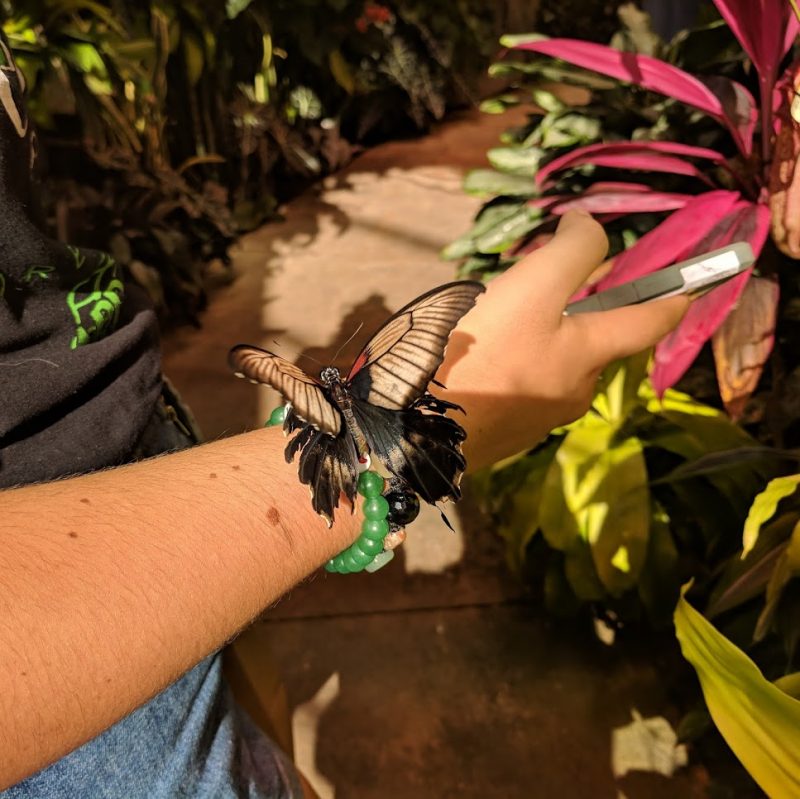 Escape winter: Strong Museum of Play Dancing Wings Butterfly Garden landed on wrist
