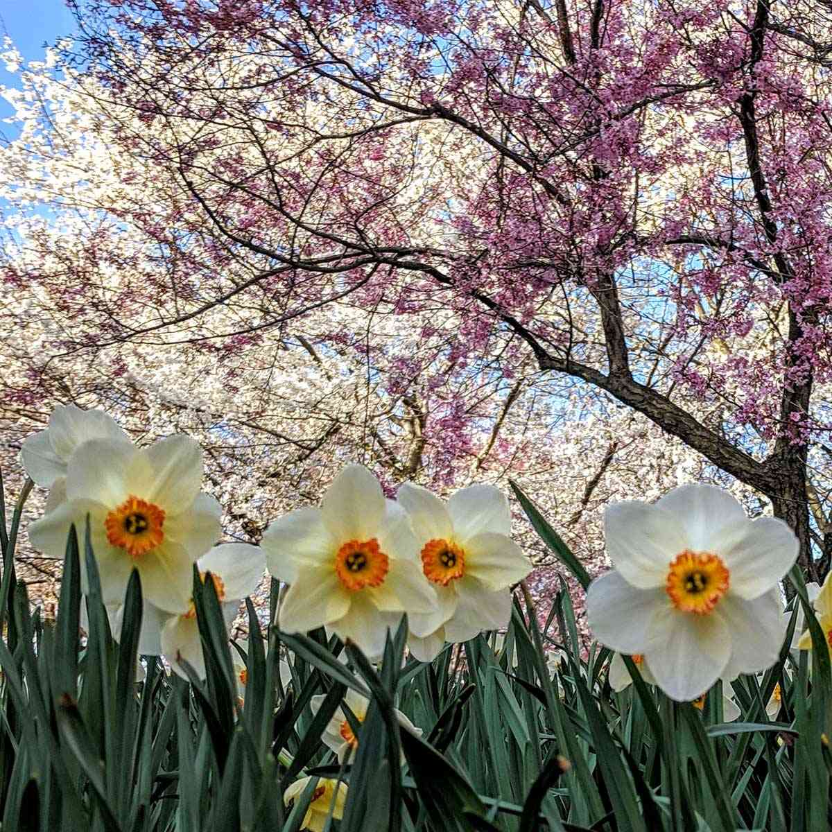daffodils and cherry trees