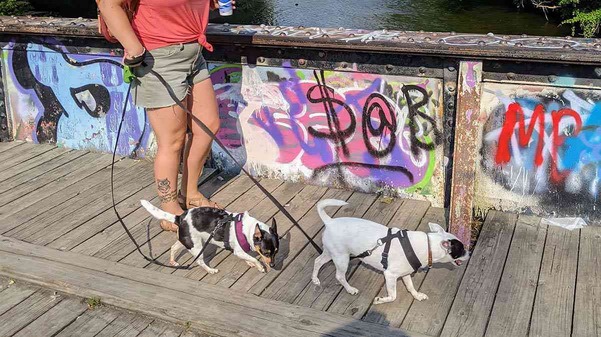 dog-friendly places Rochester