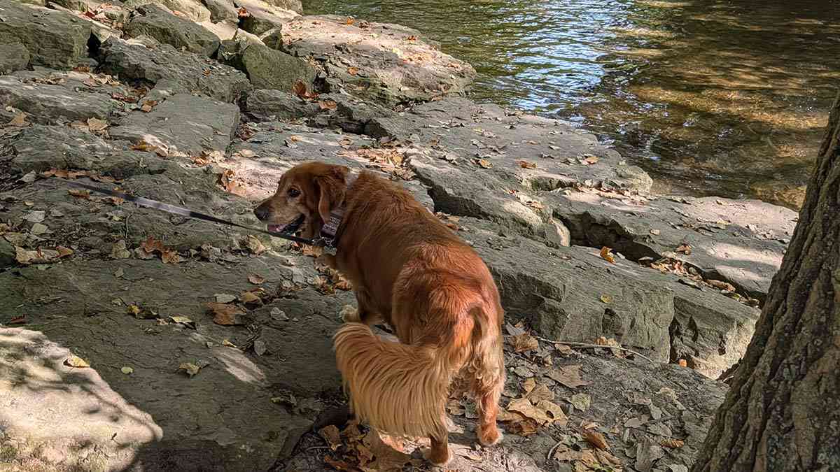 dog-friendly places around Rochester cover