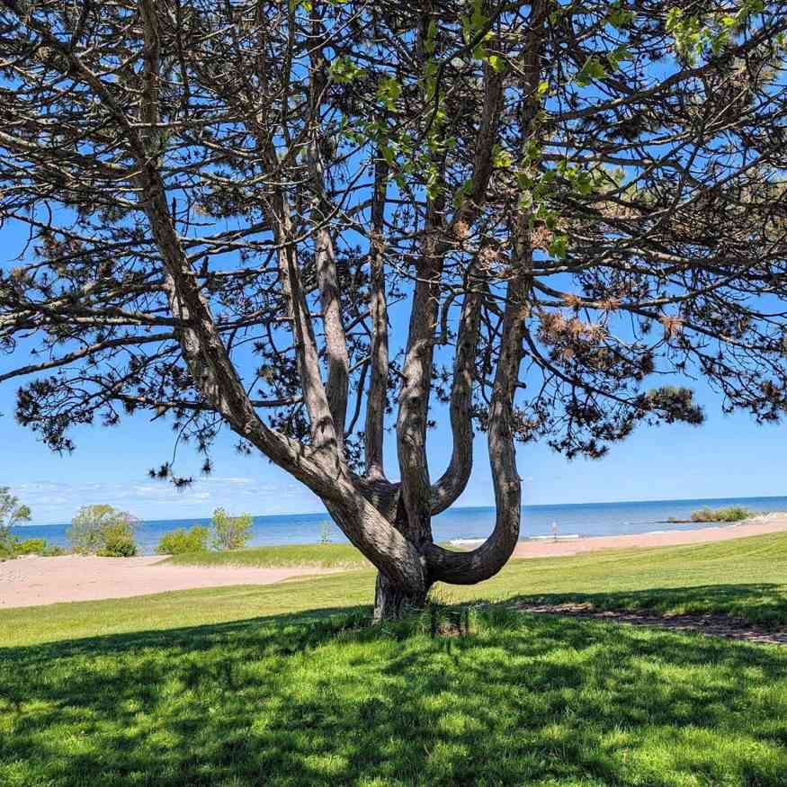 hamlin beach tree