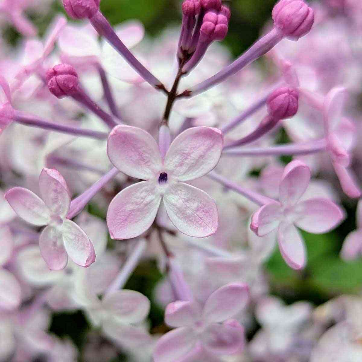highland park lilacs