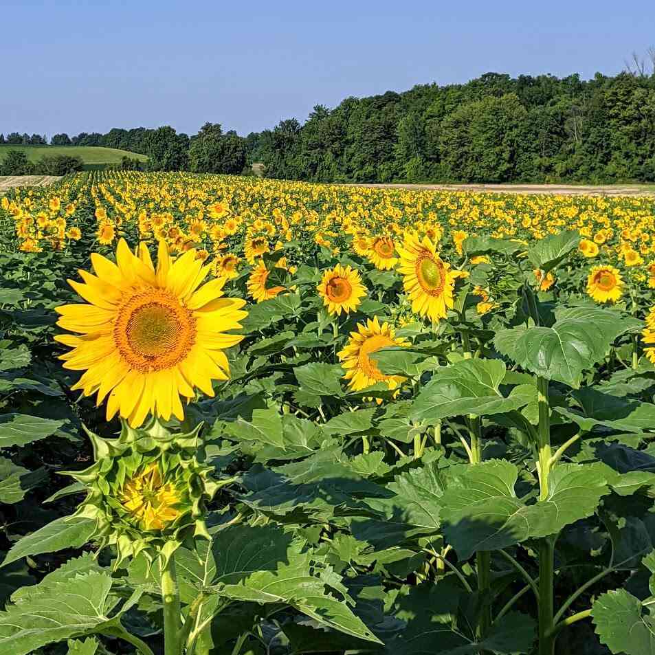 Sunflower Field at Hopkins Farm in Pittsford