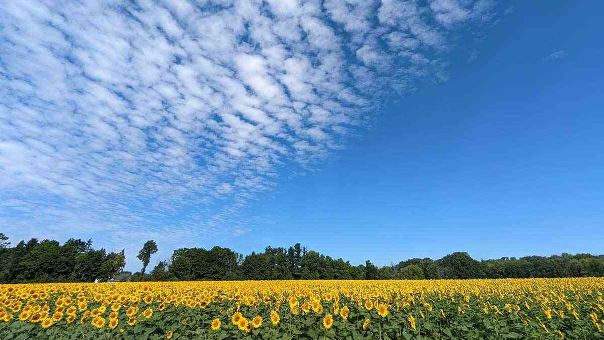 sunflowers hopkins farm august 14 2022 cover