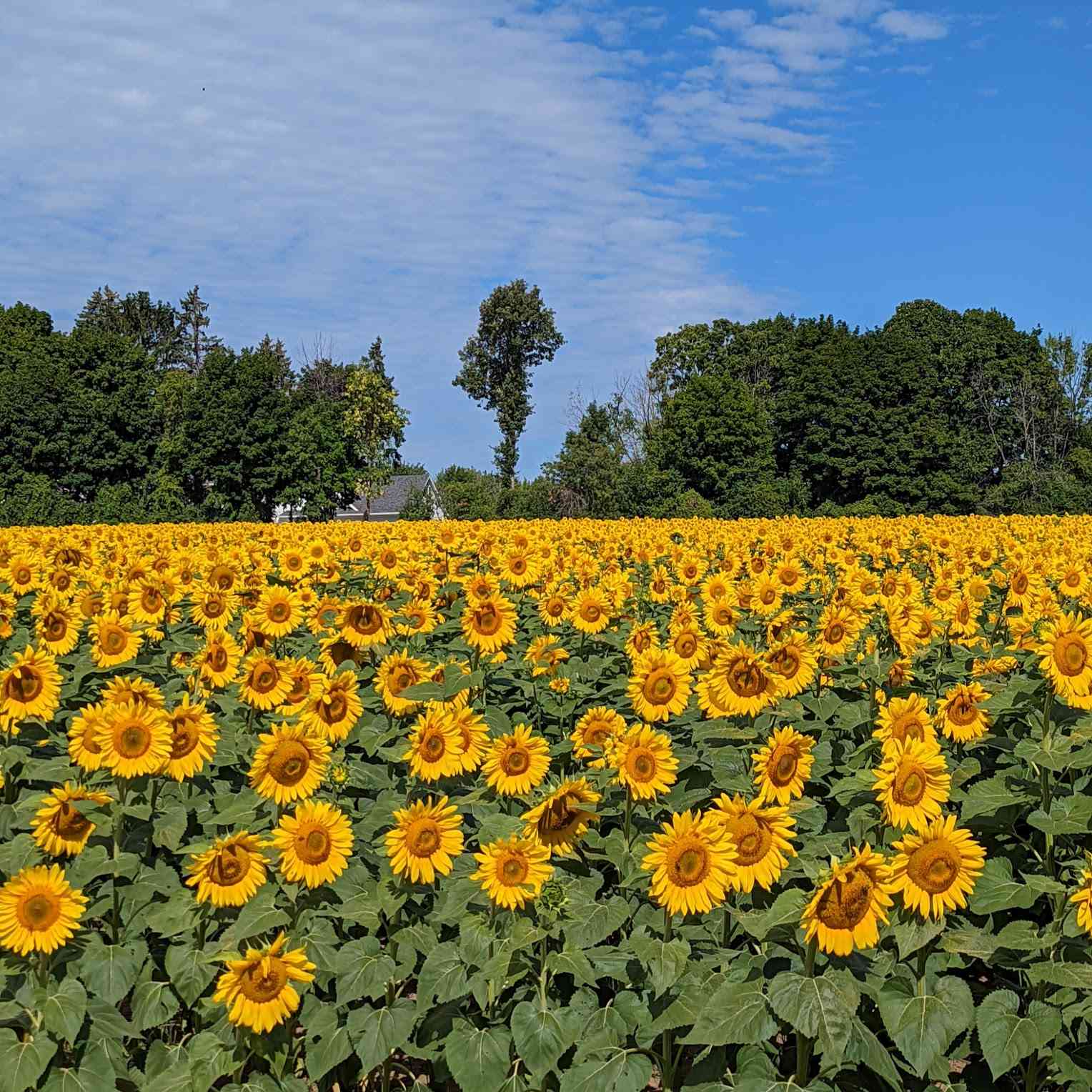 sunflowers hopkins farm august 14 2022