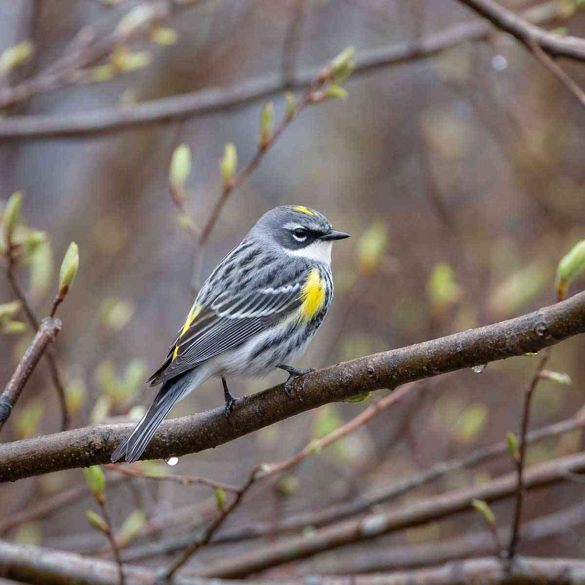 A yellow-rumped warbler